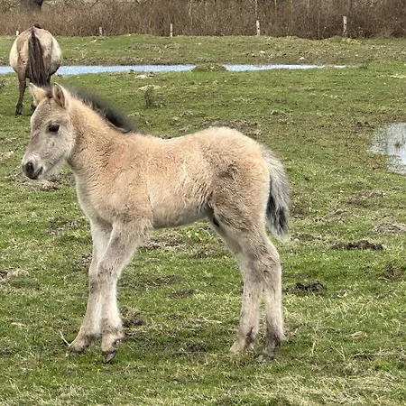 Hafenblick Geltinger Bucht Apartment *